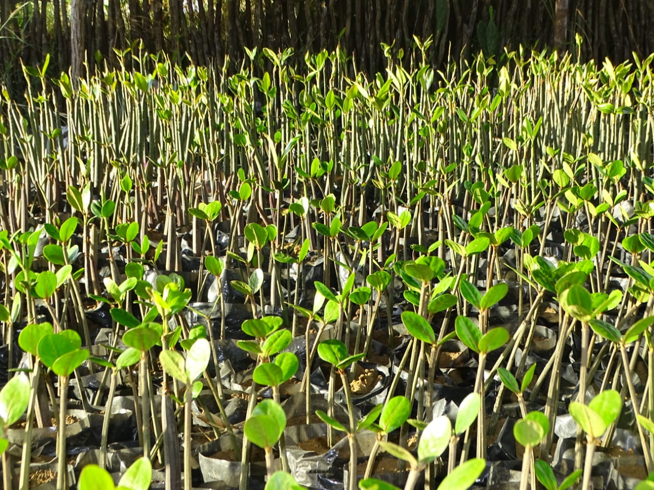 Restauration Mangrove